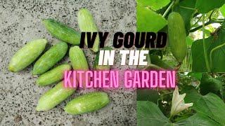 Ivy gourd in the kitchen garden | Ivy gourd cultivation