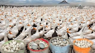 Raising Poultry Farming - Harvest Duck Eggs - Business Duck Egg Farm