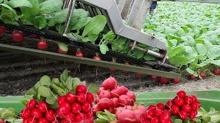 Amazing Modern Farming Radish Harvesting Machines, Automatic Agricultural Technology Machines 2020