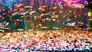 Most Beautiful Guppy Paradise | Red Blonde Tuxedo Guppy | Snakeskin Guppy