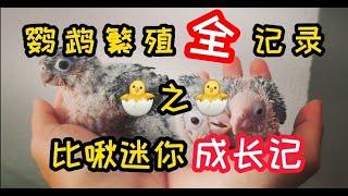 Green cheek conure parrot Breeding Full Record | From Egg to Weaning