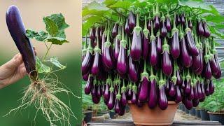 Growing eggplant at home is very easy has many fruits and high yield