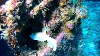 Leaf fish from Almajane in sabang beach