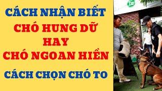 Cách Nhận Biết Chó Hung Dữ Hay Chó Ngoan Hiền/Cách Chọn Chó To/Bằng Đoàn TB