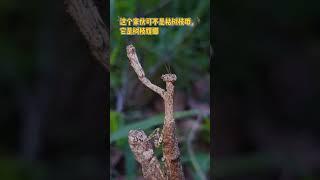 樹枝螳螂，又一個偽裝大師，這技術如何？ #昆蟲 #螳螂