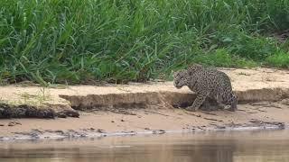 Jaguar Stalks and Kills Capybara