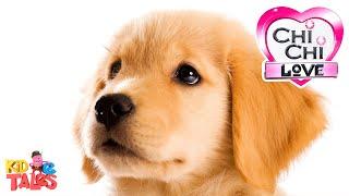 All About Golden Retrievers - ChiChi LOVE