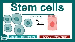 Stem cell overview | What are stem cells? | How fate specification of stem cells take place?