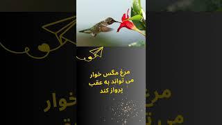 آیا می‌دانستید- قسمت ۱  #جالب #کوتاه #دانستنی #فارسی