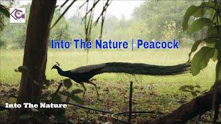 Into The Nature | Peacock || unique peacock bird trap || Aastha Creative World || #aasthacreative