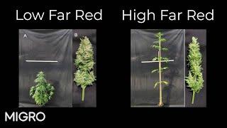 Is far red good for yield and potency?