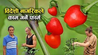 ग्रीन हाउस भित्र अकबरे खुर्सानीको खेती - Dalle Khursani || Akabare Khursani || Red cherry pepper