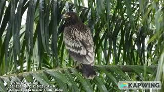 Steppe Eagle & Greater Spotted Eagle @ Chiu S C DSCN9320