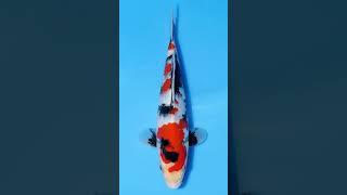 Japanese Koi: Showa (Nishikigoi)