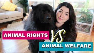 Animal Rights Vs Animal Welfare - What's the difference?