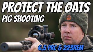 Clear the Oats || Pest Control Shooting Feral Pigs Goats & Foxes || 223Rem 6.5PRC & Wedgetail Camper