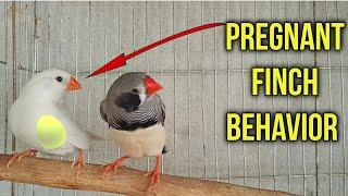 Pregnant finch Behavior | How to Identify a finch bird pregnant