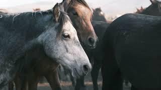 Fascinating Horse Facts You Didn't Know