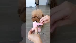 Unboxing Dog Shoes! #shorts #dog