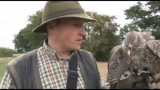 How to catch partridges with goshawks