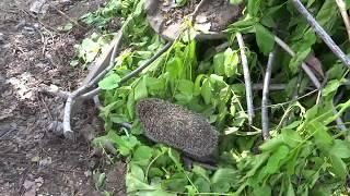 зашла на участок... а там...