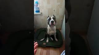 Амстафф 1 год | Продолжение Обмена | Стаффорд | Amstaff one year | Staffy