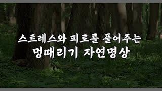 스트레스와 피로를 풀어주는 멍때리기 자연명상 | 10분 멍때리기, 뇌휴식, 뇌충전, 집중력