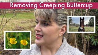 Removing Creeping Buttercup aka Rununculus Repens  [TheHappyPlaceGarden]