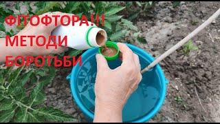 ФІТОФТОРОЗ -  ПРОФІЛАКТИКА  ТА  ЛІКУВАННЯ  ОВОЧІВ