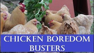 Chicken Boredom Busters for Enclosed or Restricted Spaces