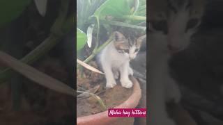 Maha kay Kittens the cute #music #newmusic #song #spotify #lyrics #digitalmarketing #remidies #love
