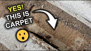 CARPET DESTRUCTOR from under a ROCK! Extreme Washing and Transformation into a SOFT MIRACLE 