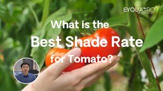 What is the Best Shade Rate for Tomato？