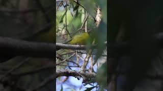 Australian Golden Whistler #australianwildlife #birding #wildlifephotography