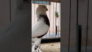 Андижанский Кызыл-тош белый голубь грудь окрашена в красный цвет Клюв, глаза и веки белые. #kabutar