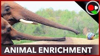 The Simple Philosophy of Animal Enrichment