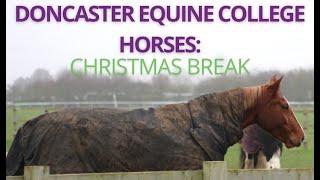 Doncaster Equine College Horses - Christmas Break