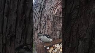 Michigan backyard wildlife