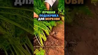 Лучшая подкормка для моркови #сад #огород #дача #рассада #урожай #морковь