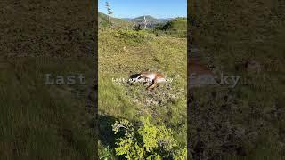 Alaska-Sitka blacktail buck #backpacking #mountains #alaska #hunting #sitkablacktail