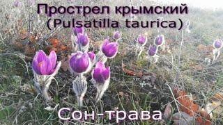 Прострел крымский (Pulsatilla taurica) или сон-трава