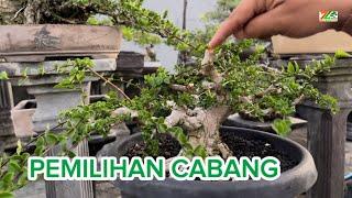 TAHAP PEMILIHAN ANAK CABANG POHON SANCANG