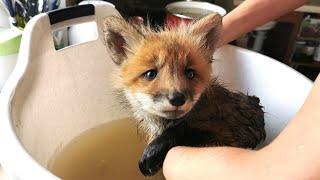 Bath Time for Foxie Fox