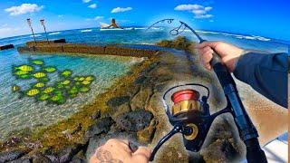 EPIC Jetty Fishing Waikiki, Hawaii LOCAL STYLE! (best baits and new species!)