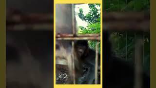 the behavior of baby monkeys being put into one cage after being separated from they mom