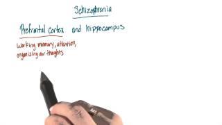 Brain areas involved in schizophrenia - Intro to Psychology