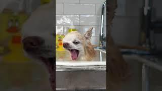 #dogbath #dogbathroutine #chihuahuabathweek #cutestdog #dogbathing