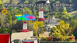  Hummingbirds live in Southern California ￼Feeding, Robbie and Gary Gardening Easy