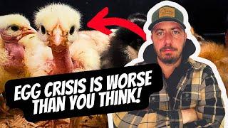 The Egg Crisis Just Got Worse! Here's What You Can Do!