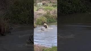 Lion Catches Zebra in Water #wildlife #safari #wildlifephotography #lion